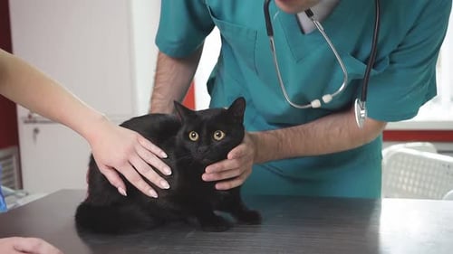 Veterinarian Examining Black Cat in Clinic