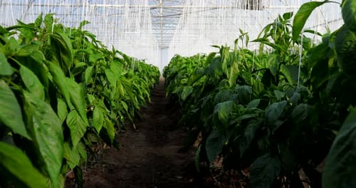 Greenhouse Interior with Rows of Healthy Pepper Plants