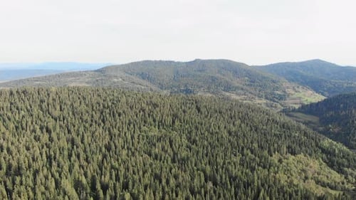 Beautiful Carpathian mountains with pine trees forest in autumn