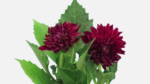 Close Up Of Burgundy Dahlias Decaying Over Time