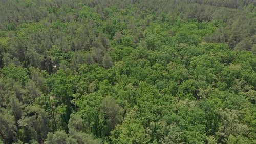 Wald Und Dorf
