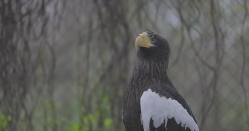 Pygargue de Steller Haliaeetus Pelagicus