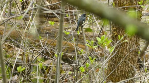 Wunderschöner Sperlingsvogel thront auf einem Ast im Wald -Nahaufnahme