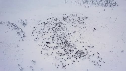 Aerial View of Reindeer Herd in Winter Landscape