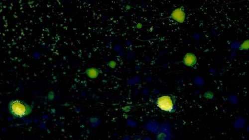 Mixing of Blue Yellow and Green Colors in Spots and Balls on a Black Threedimensional Moving