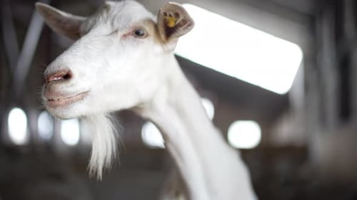 Charming White Goat Chewing Inside Rustic Barn