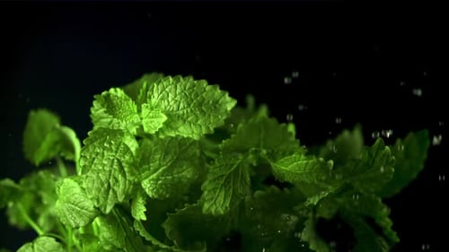 Cámara lenta sobre las hojas de menta y gotas de agua