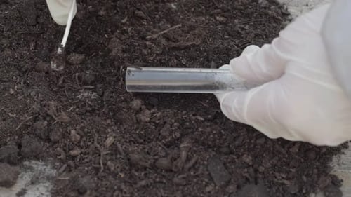 Using a test tube to collect soil sample