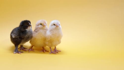 Three Little Chicks on Yellow Studio Background
