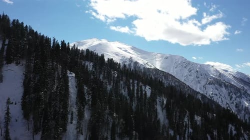 Snowy Mountains and Pine Trees Aerial View