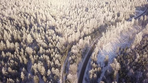 Winter Forest Country Road