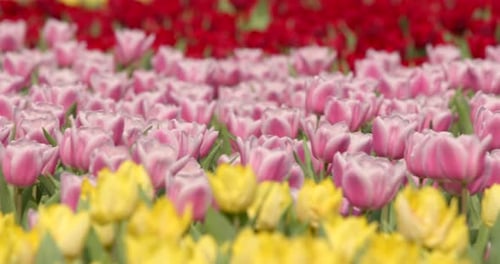 Beautiful tulip garden