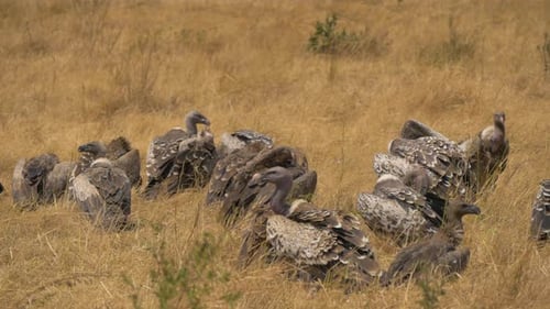 Ruppells-Geier im Maasai Mara National Reserve