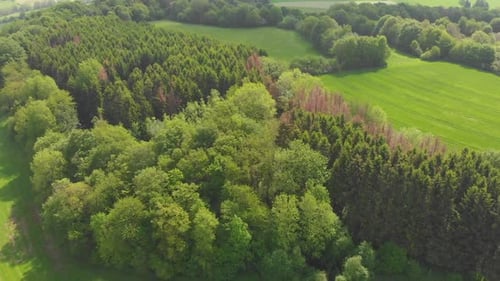 Lush Forest and Fields From Above