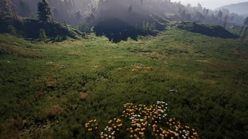 Pine Tree Forrest in the Montains
