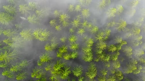 Aerial Flight Over the Foggy Mountain Forest