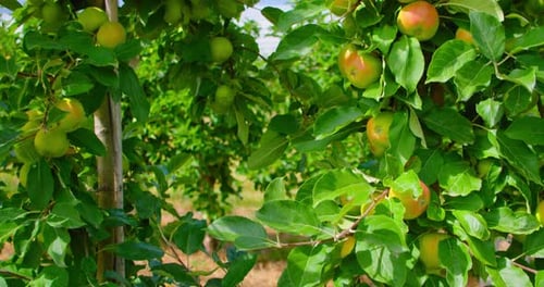 Red Paradise Apples on Apple Tree in the Warm Sunny Summer Light