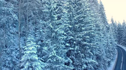 Coniferous Forest And Mountain Road Covered In Snow During Winter