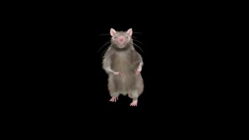 Ratte Tanzen Hd
