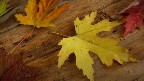 Wet Autumn Leaves on Wooden Background