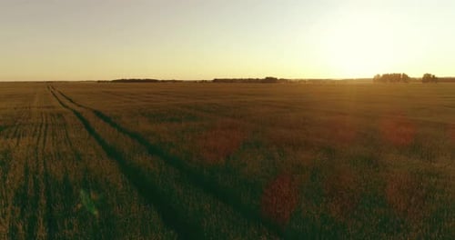 Flug in geringer Höhe über ländlichem Sommerfeld mit endloser gelber Landschaft am sonnigen Sommerabend