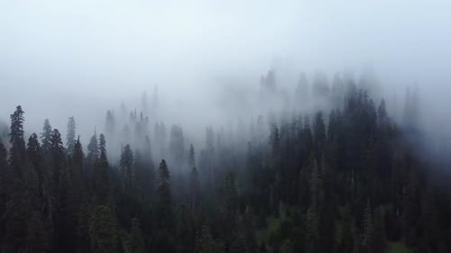 Cloud and forest aerial view