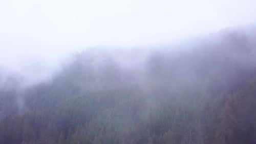Mountain forest. Flying over pine forest in beautiful clouds. Misty forest. Fog in the mountains