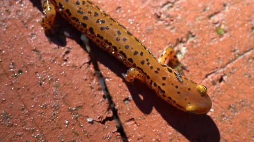 Orange Salamander Resting on Brick Surface in Sunlight