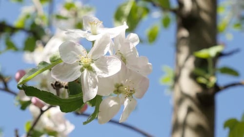 White apple tree flower details against blue sky 4K 3840X2160 UltraHD footage - Beautiful tiny flo