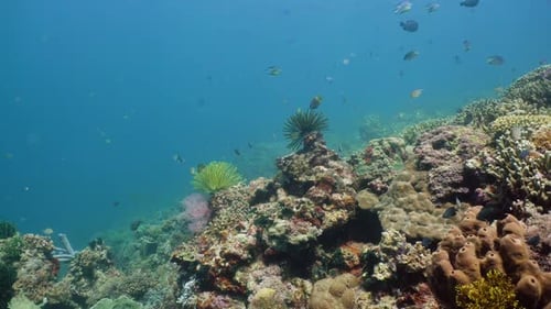 The Underwater World of a Coral Reef