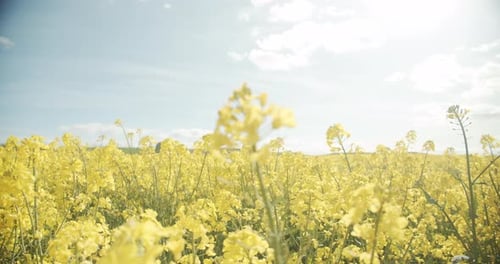 Focused Shot of Canola Flowers in the Middle of the Field on a Sunny Day