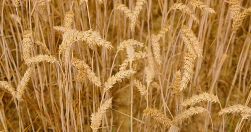 Field with Ripe Golden Wheat Ears at Sunset Food Crisis and World Hunger Concept Growing Wheat