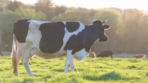 Milk Cow Grazing on Green Farm Pasture on Summer Day