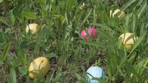 Colorful Easter Eggs Hidden in the Green Grass