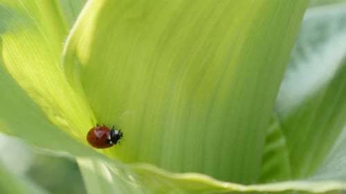 Roter Coccinellidae-Käfer Nahaufnahme 4K 2160p 30fps UltraHD-Aufnahmen - Flache DOF-Maisblätter und Ladyb