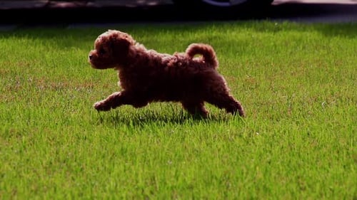 Puppy Dog Running on Green Lawn Outdoors