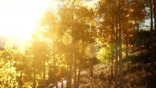 Coucher de soleil lumineux dans les montagnes avec la forêt
