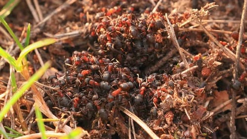 Rote Waldameisen (Formica Rufa) auf einem umgestürzten alten Baumstamm