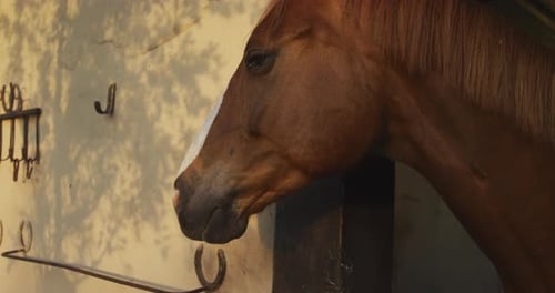 Dressage Horse waiting in a stable
