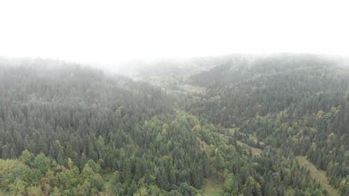 Mountain autumn forest in fog