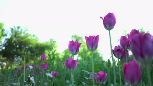 Blooming Purple Tulips in Garden