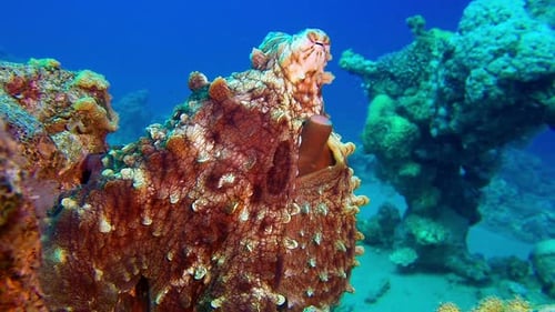 Big Red Octopus