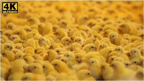 Chickens