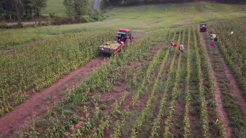 Aerial view of workers in field picking fresh corn with tractor pulling corn wagon nearby.
