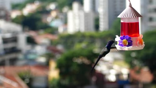 Slow motion humming bird flying drinking nectar with city in the background