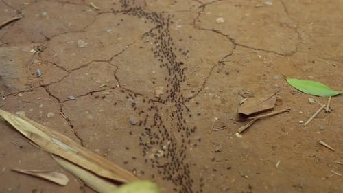 Viele schwarze Ameisen bewegen sich durch einen tropischen Wald.Das Konzept der Invasion der Ameisen