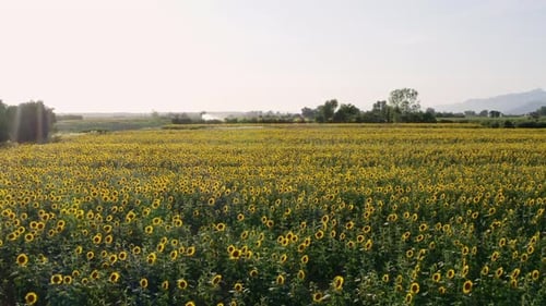 fundo de campo de girassol