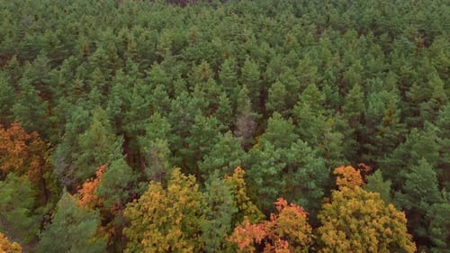 Flying Over Autumn Forest