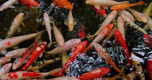 Beautiful and Calm Koi Fish Swimming in a Clear Pond