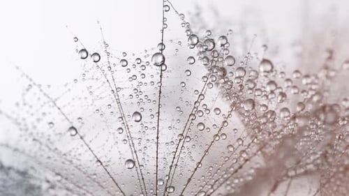 Water Droplets Cling to Delicate Seed Head
